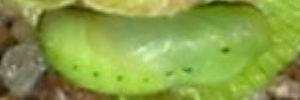 Pupae